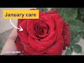 January Month Rose Care Care Of Rose Plant In January Month Winter Care Of Roses