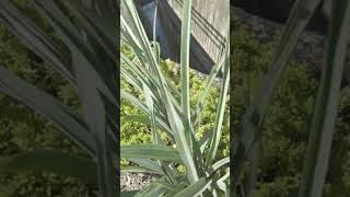 ある芋虫の旅