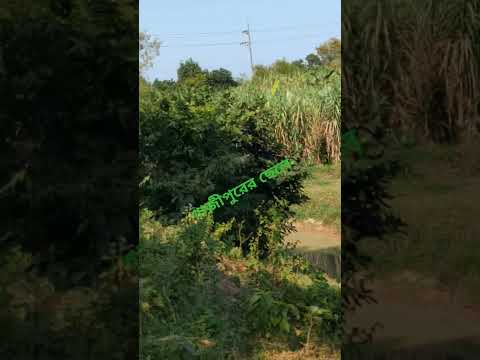 #foryou #flowers #Nazmul#bangladesh #youtube #september28 🇧🇩❤️🥰👍😭😍