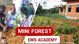 Miyawaki Model Mini Forest at EMS Academy Campus