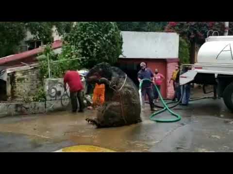 Gigantische „Monster-Ratte“ geborgen