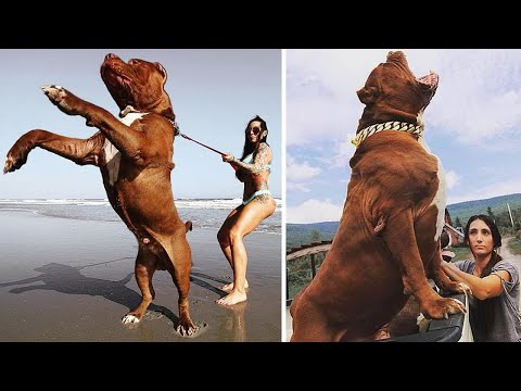 10 Most Powerful Dogs in the World MR WORLD UNKNOWN