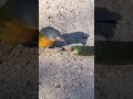 Bird Rips Snake S Eyes Out As It Tries To Escape