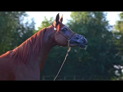 ORFALINE K.A. - (QR Marc x Orfa D'Arab), 2016 Mare