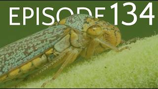 Episode 134 - Paraneoptera II - Hemiptera - The True Bugs