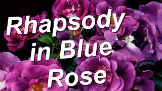 Rhapsody in Blue Rose