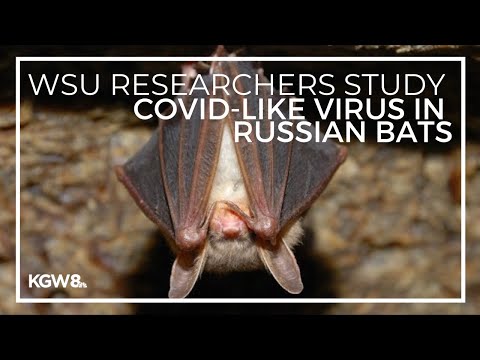 WSU researchers study COVID-like virus in Russian bats