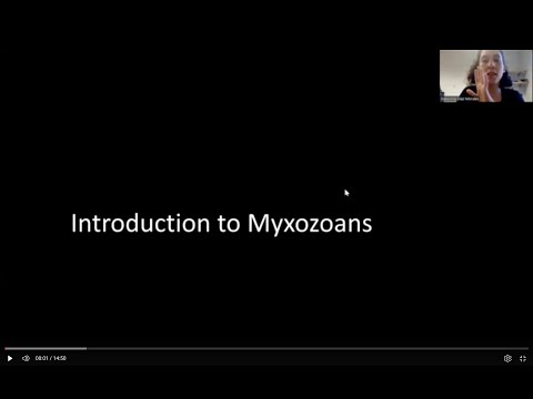 Introduction to myxozoans