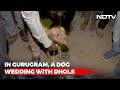 At Gurugram Dog Wedding Dhols Baraatis And A Haldi Ceremony