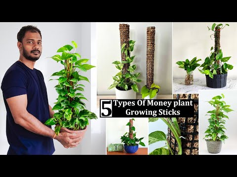 , title : '5 Types Money Plant Growing Sticks or Plants Support sticks Making at Home//GREEN PLANTS'