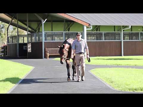Last of the Redoute's - 2021 Easter Yearling Sale
