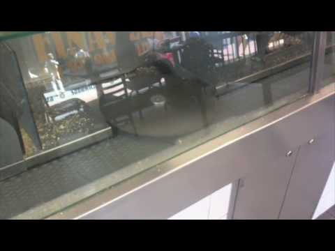 Automated Bagel Slicer - Finagle A Bagel near Boston Common