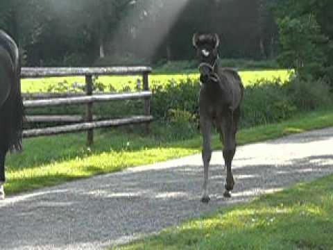 Don Diego de la Vega, Hengstfohlen von Diarado/Graf Grannus