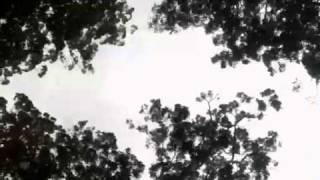 Watch Over Me - Bernard Fanning / Country Tree&#39;s