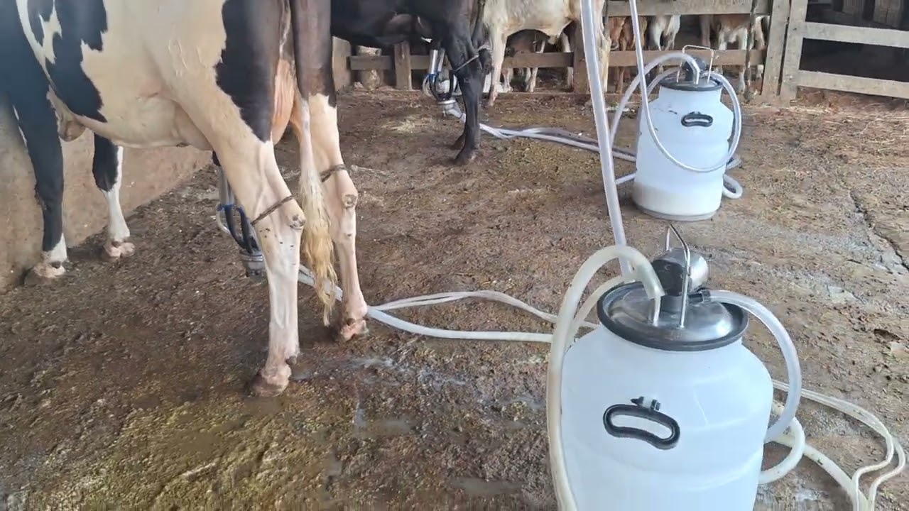 OFERTA DE TRÊS NOVILHAS COM MAIS DE 20 KILOS.LOC.CARUARU-PE.PREÇO.25.500,00 AS 3.WHATS.81999166314.