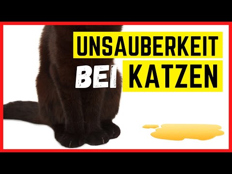 🟡 KATZE PINKELT IN DIE WOHNUNG? 🟡 Hilfe & Interview mit Katzenpsychologin Kirsten Schulitz
