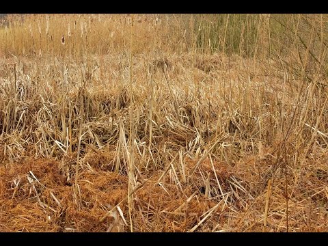 Carioca - Pacha Mama