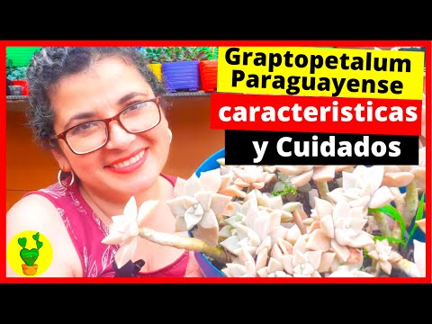 , title : 'Graptopetalum Paraguayense caracteristicas y cuidados'