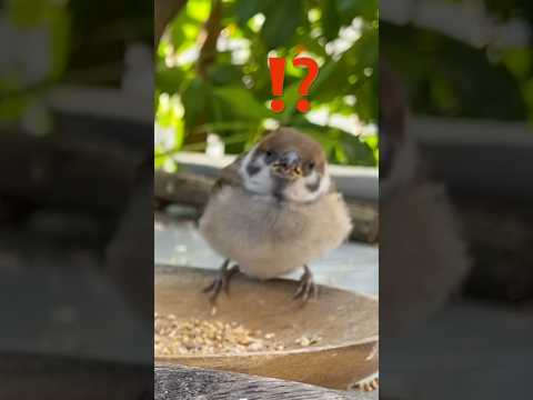 庭の鳥: 野生のスズメを飼いならすにはどうすればよいですか?彼と友達になるために従うべき5つのステップ  庭園