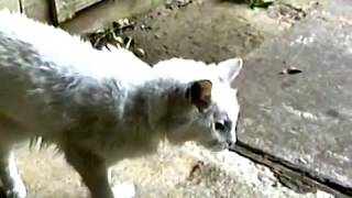 Kitty Video   FIne Art of Friendship