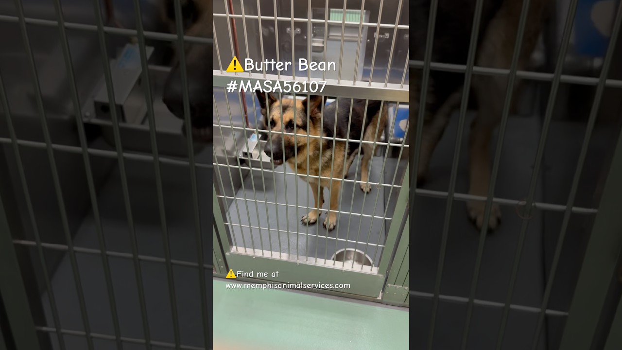 Enlarge ButterBean, a Adoptable Mixed Breed in Memphis, TN video 6/6