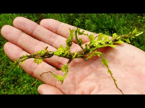 10 Most Beautiful Stick Insects Ever Discovered
