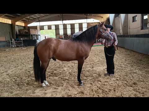 2022 Merlin DD Gunners PAC e-show ranch conformation