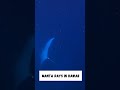 3 Animals You HAVE To See While Traveling!