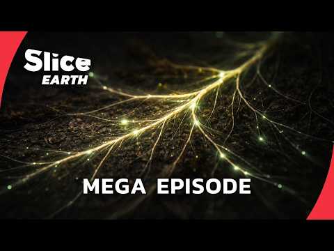 Mega Episode: Plants Are Smarter Than You Think | SLICE EARTH