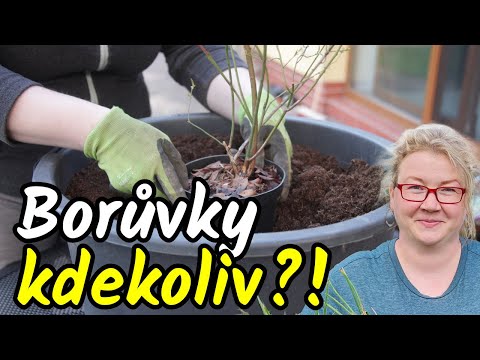 Výsadba borůvek do nádoby - postup krok za krokem