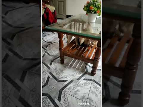 Bruno ❤️ #pet #doglover #mustwatch #showlove #like #share #subscibe