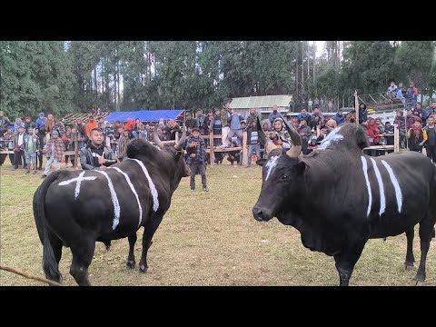 PRING DUNGKHA U KAST NA NONGKYNRIH 🆚 LAIONG SHAINING NA WAHLAKHAW MYNNIN KA SNGI HA MAWMUTHOH