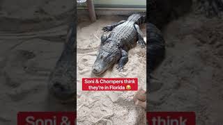 What Do The Animals Do When It’s Raining??? #shorts