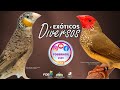 Amandine, Sparow, Modesto e Calafate do Timor são aves da lista de animais domésticos do Ibama