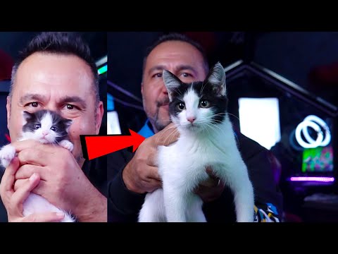 CURIOUS LITTLE CAT SIMULATION! | WE PLAY Little Kitty, Big City