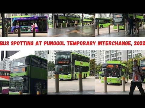 [100 Subs!] [SBST/G-AS] Buses at Punggol Temporary Interchange, 2022