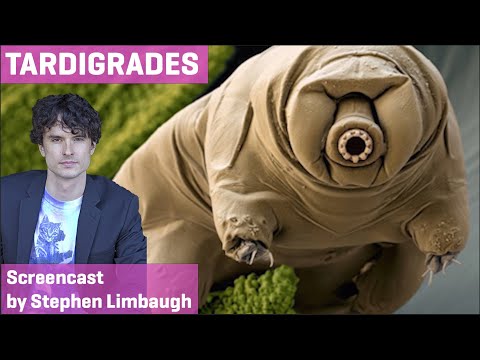 BBO: Andromeda FREE Con Sordino Expansion Set, Screencast by Stephen Limbaugh