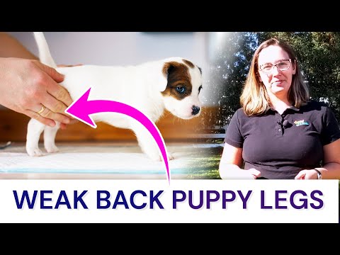 Does Your Puppy Have Weak Back Legs? Everything to know...