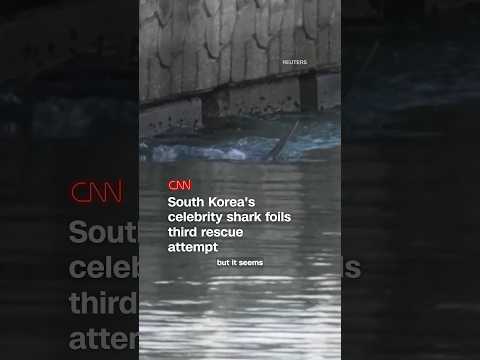 South Korea's celebrity shark foils third rescue attempt