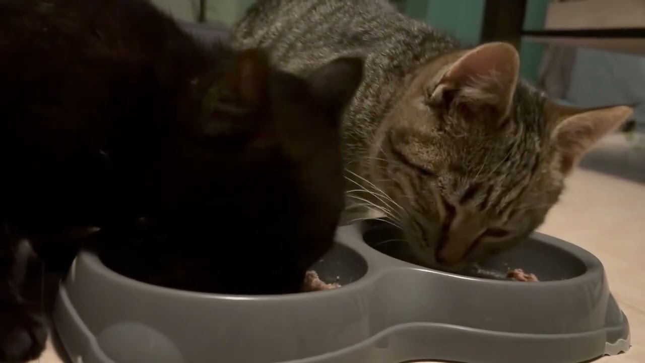 Enlarge Chilly & Willy, a ADOPTABLE mixed breed in Hyattsville, MD video 6/6