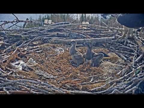 5/30/19 Osprey chick #3 squirts on Mom!