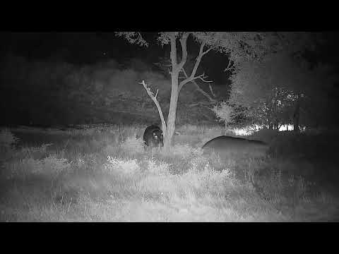 Djuma: Two Hippos-listen to audio & watch interaction with resident and visitor - 01:52 - 03/20/2022