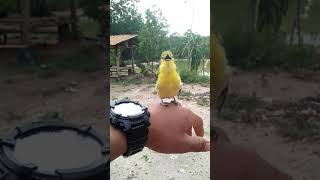Download lagu Suara burung cipo ngerol terpanjang mp3