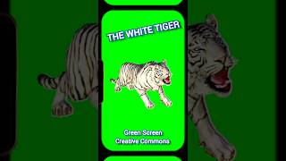 Download lagu White tiger footage on a green screen. Video animation. #greenscreen #animation #tiger mp3