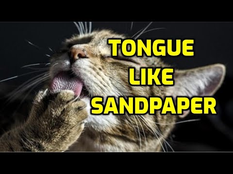 Why Do Cats Have Rough Tongues?