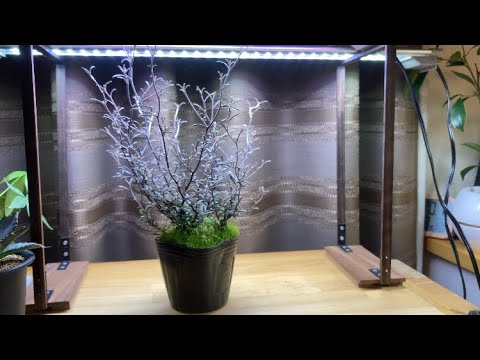 コトネアスター、コトネアスター 植物