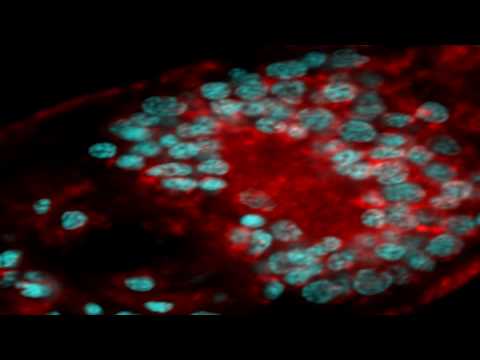 Cambridge Ideas - Just Add Water