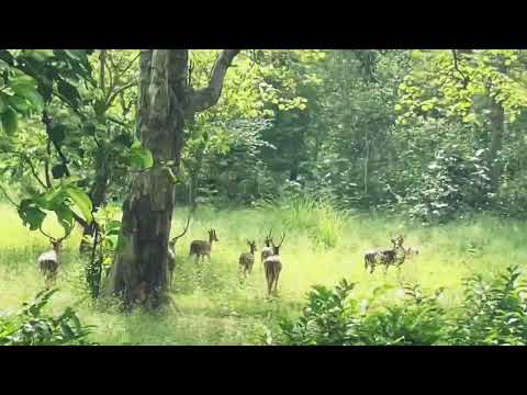 Spotted Deer Ranipur Zone Rajaji NP June 2022#ranipur #rajajinationalpark #haridwar #uttarakhand