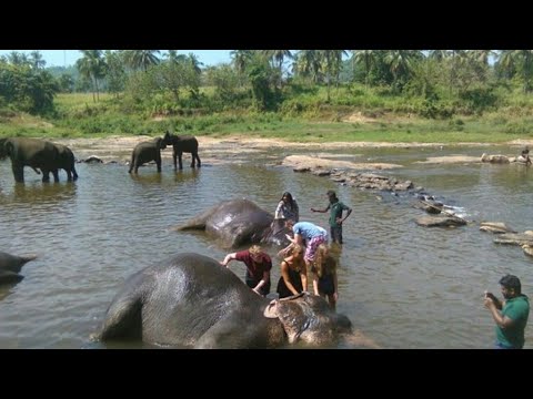 Pinnawala Elephant Orphanage, Sri Lanka - Part 1