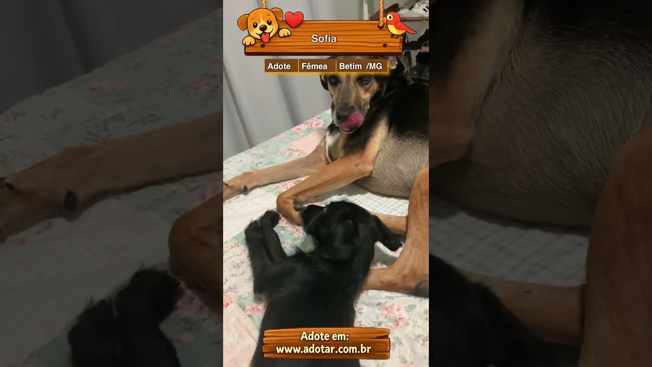 Cachorro raça SRD-ViraLata idade 2 a 6 meses nome Sofia